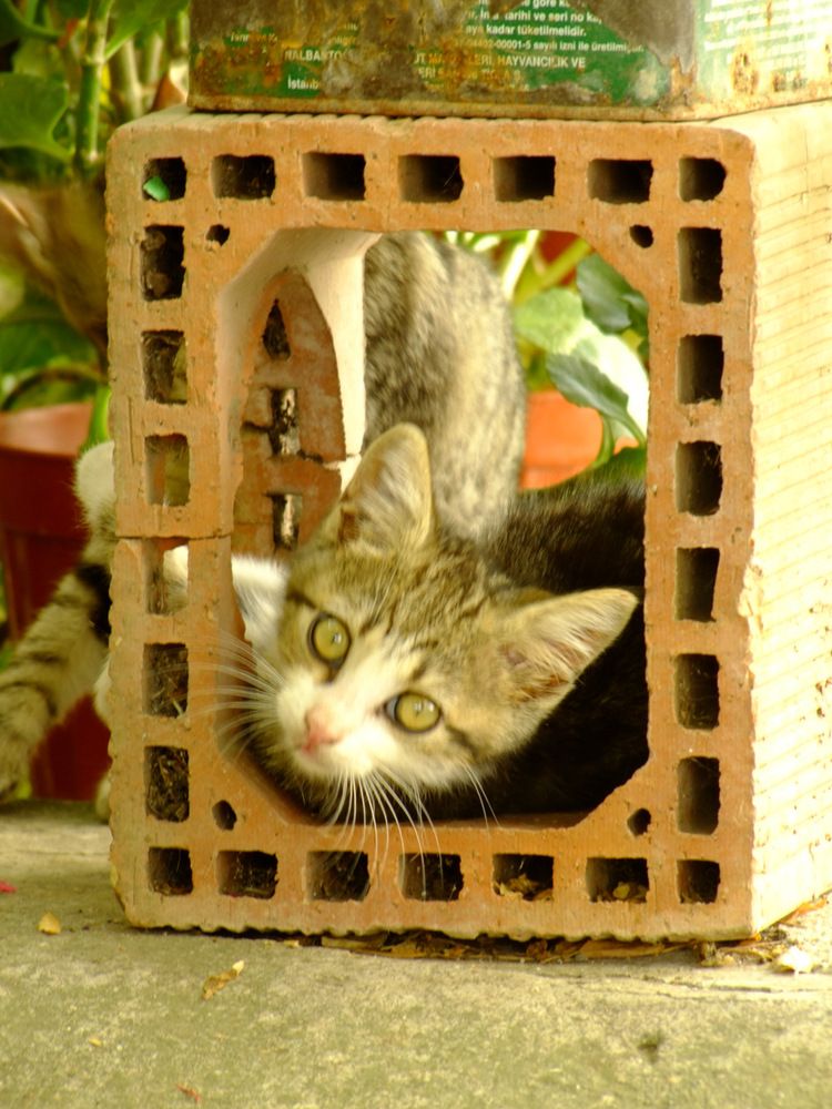 Photograph by Cengiz Yalcin