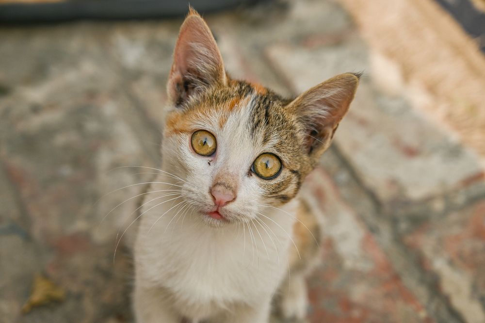 Photograph by Atul Sharma