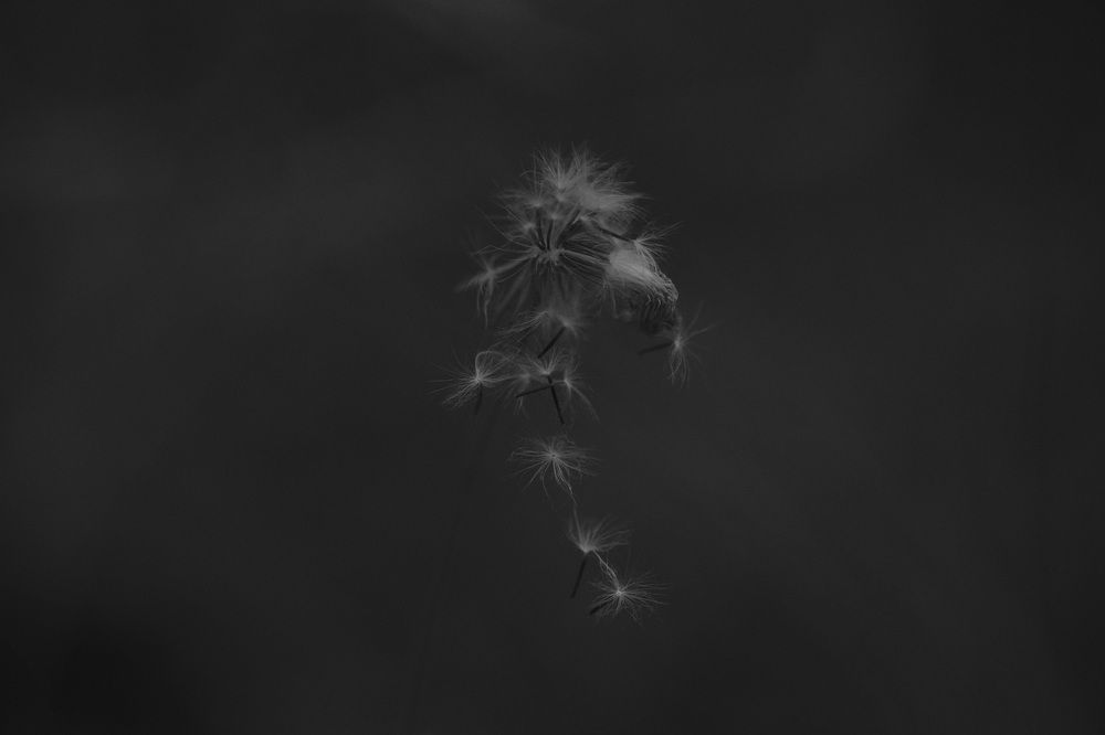 Photograph by melika karballaei