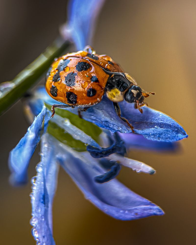 Фотография автора Isaeva Maria