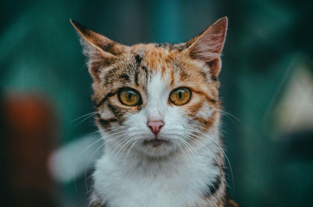 Photograph by Даниил Свиридов