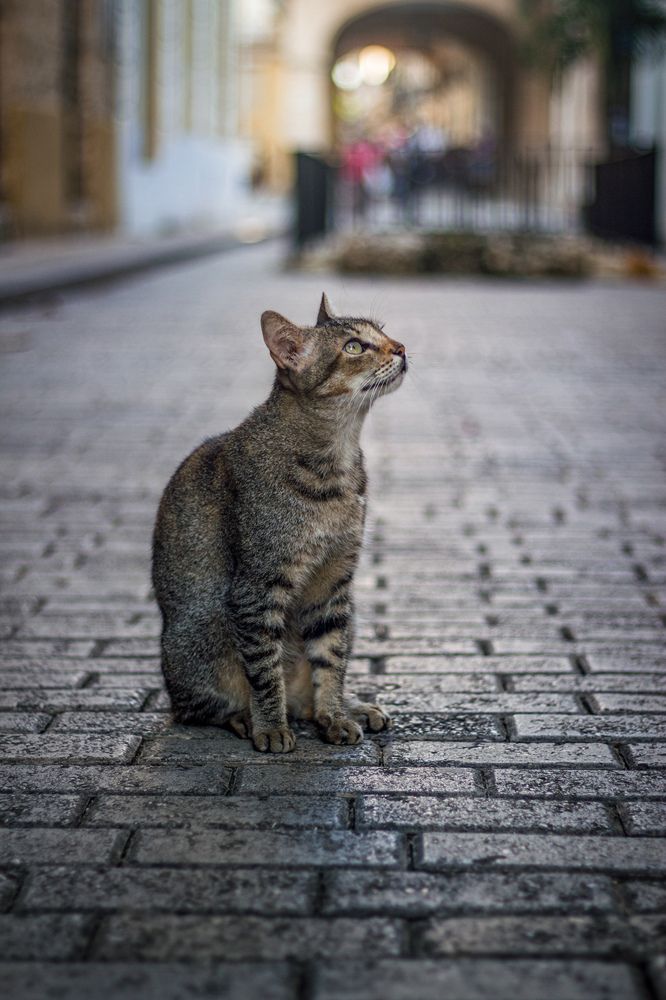 Photograph by Evelyn Carnot Montes