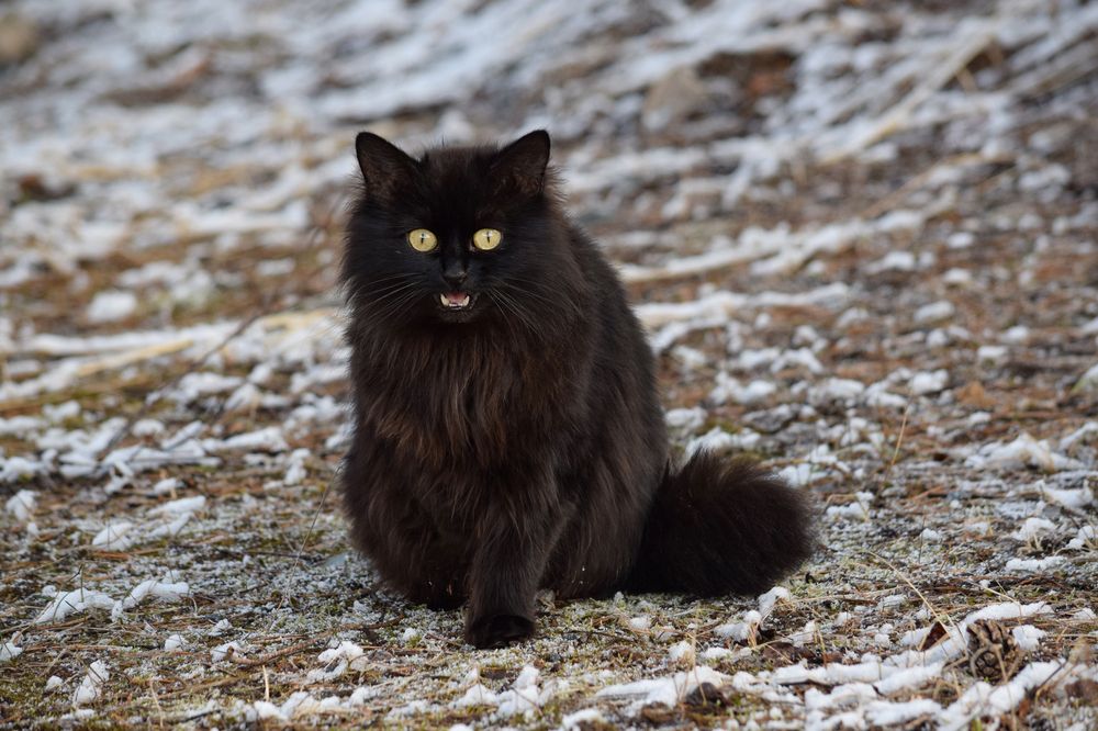 Фотография автора Оксана Льдинина