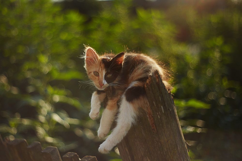 Удобно устроился