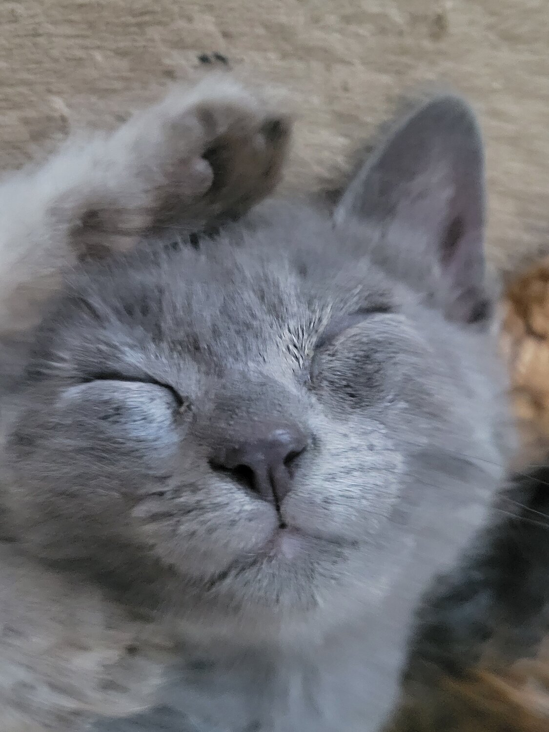 Photo #12213861