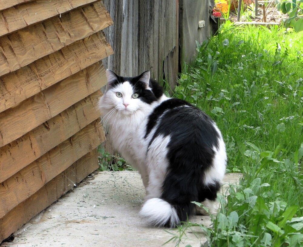 Сосед по даче