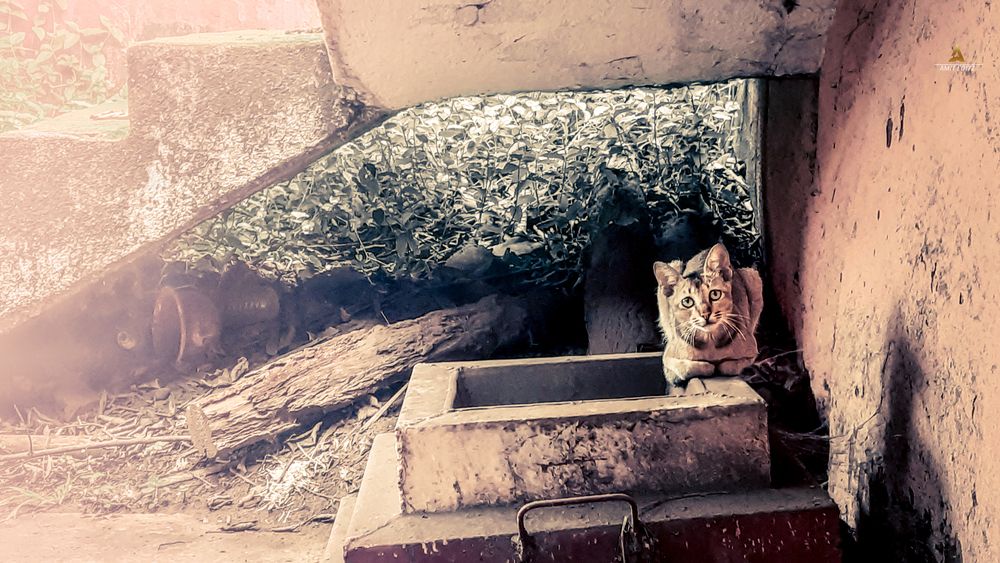 Photograph by Amit Prasad