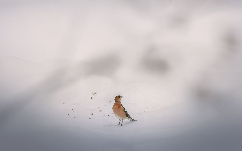 Photograph by Михаил Загрядский