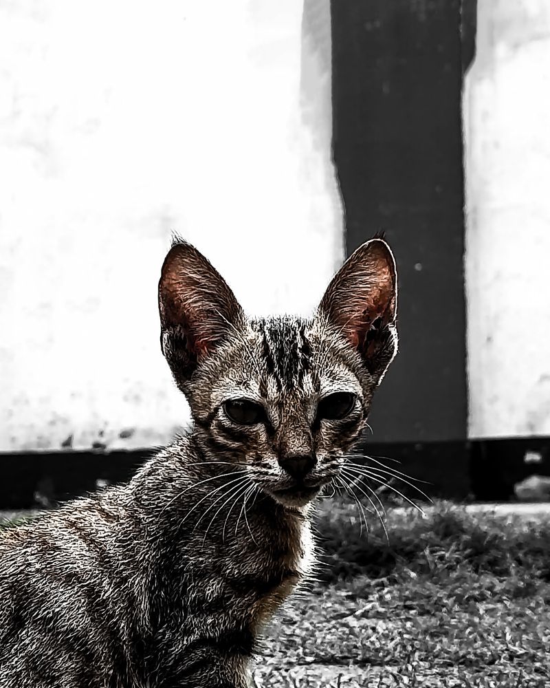 Photograph by Amit Prasad