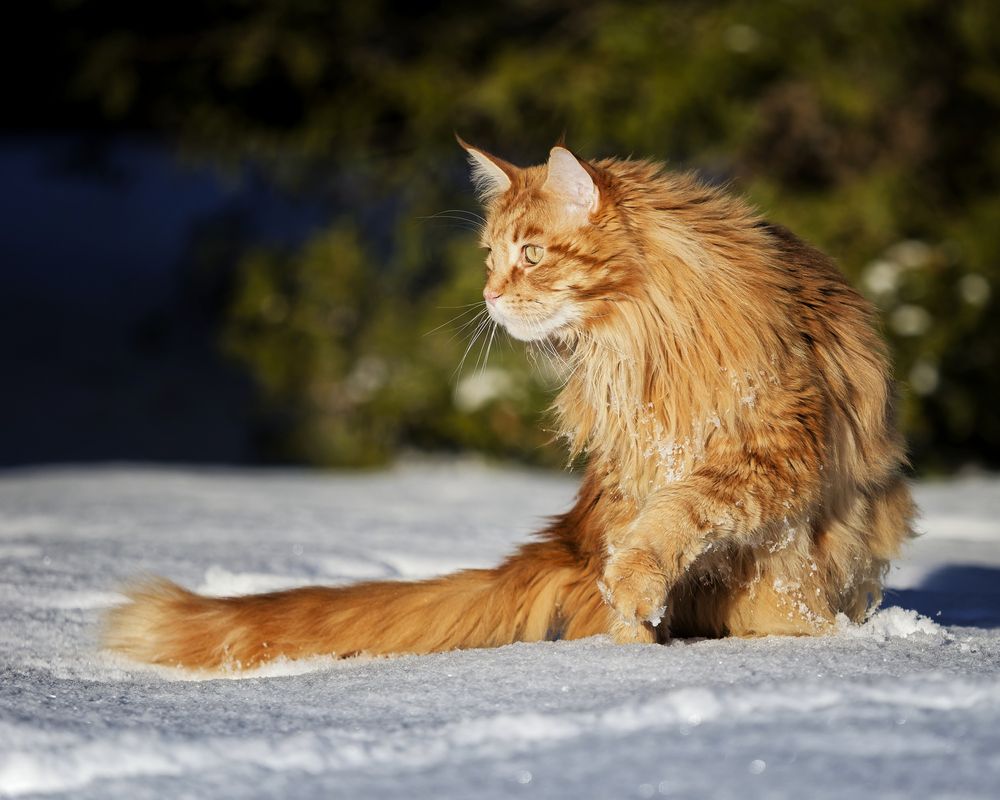 Photograph by Jørgen Hovde