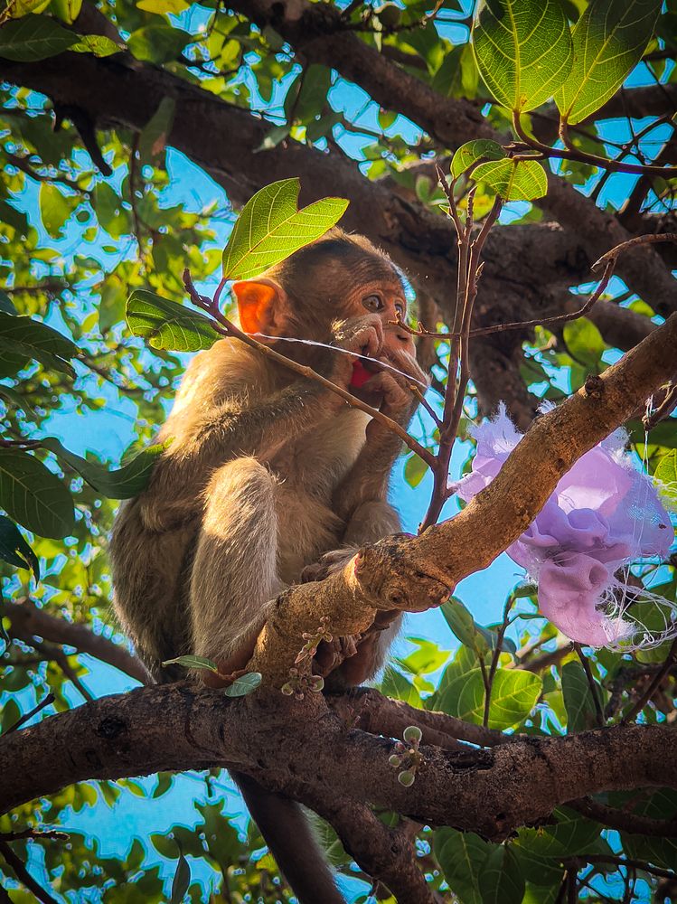 Monkey eating something