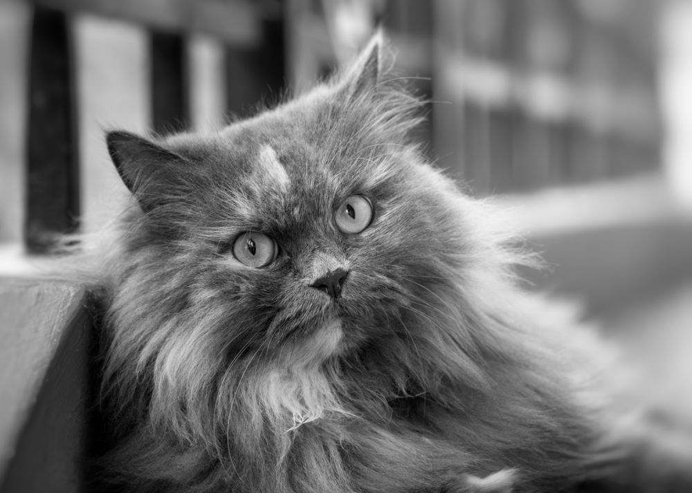 Photograph by Dibyajyoti Nath