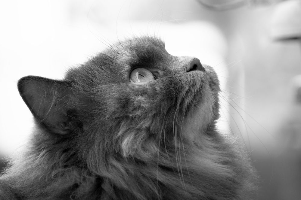 Photograph by Dibyajyoti Nath