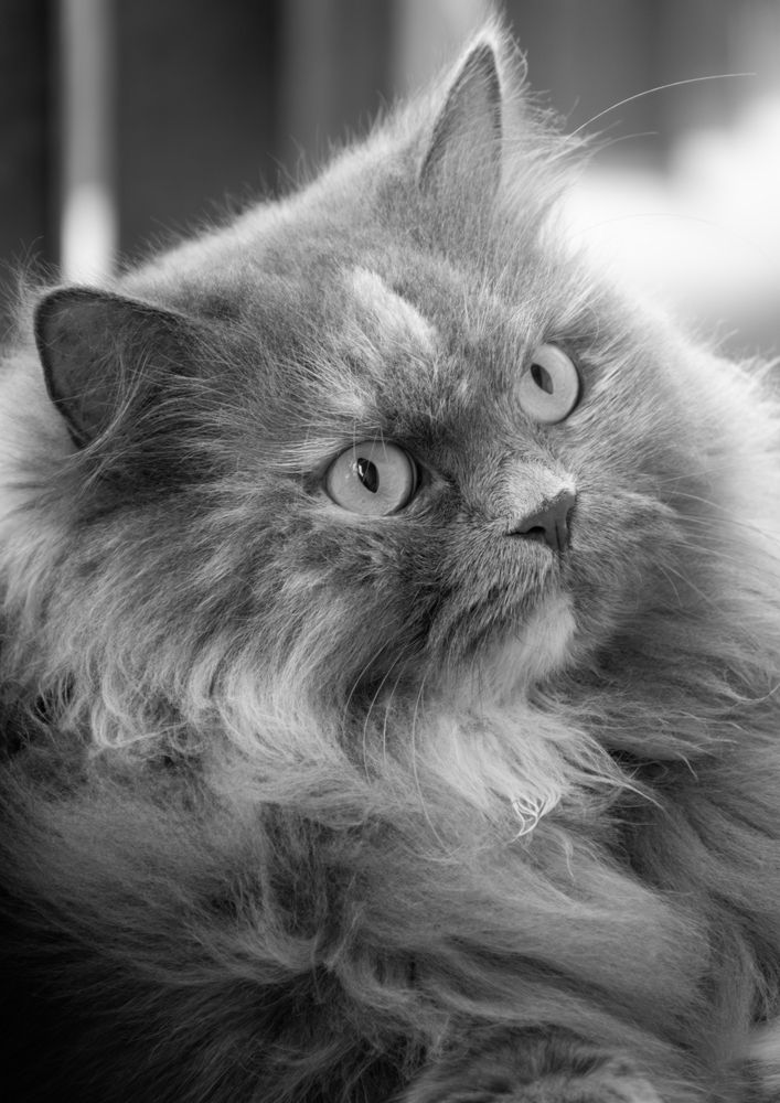 Photograph by Dibyajyoti Nath