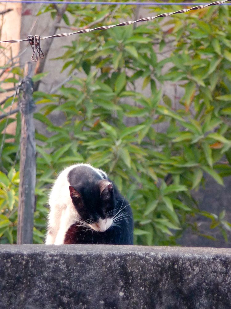 Photograph by Saptarishi Basu