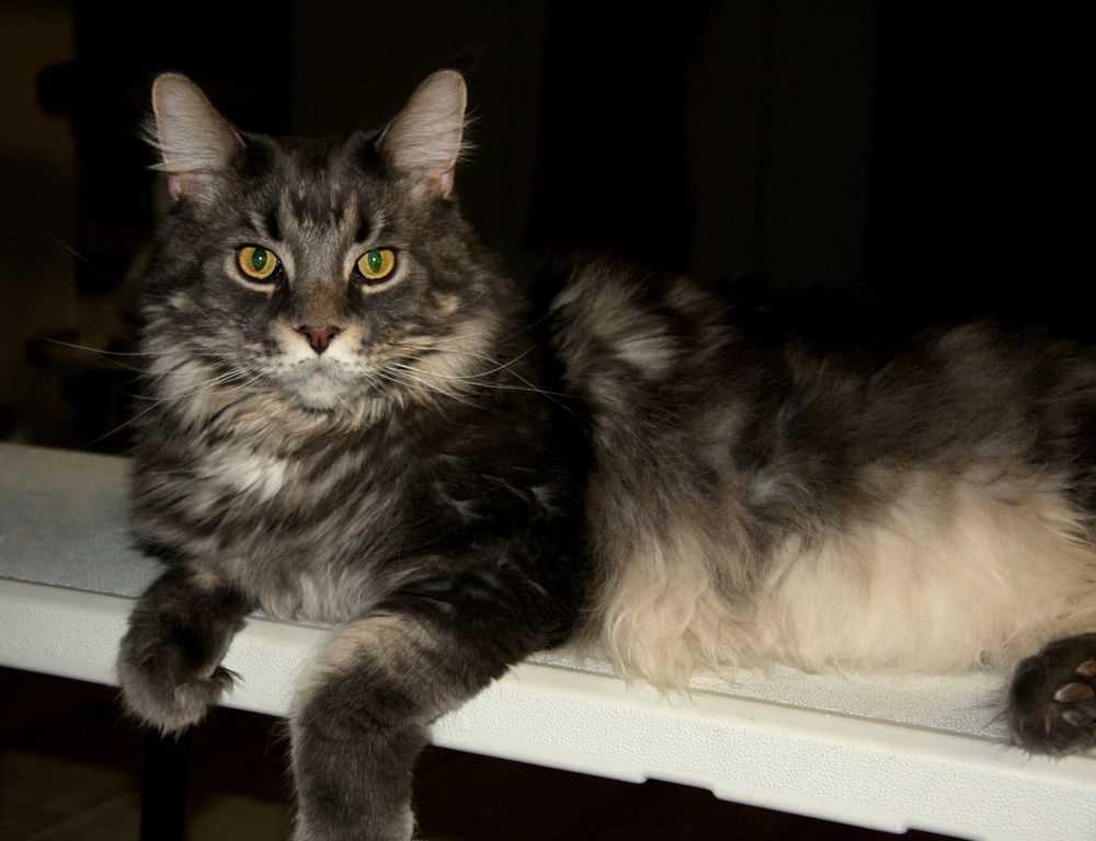 Фотография автора Nelya  Lysenko