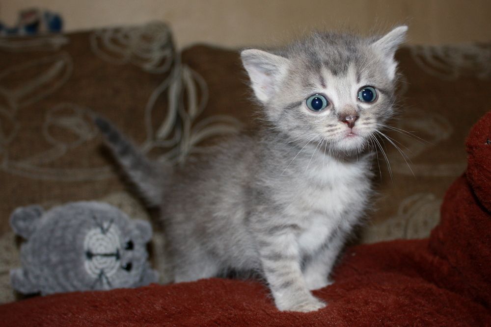 Фотография автора Nelya  Lysenko