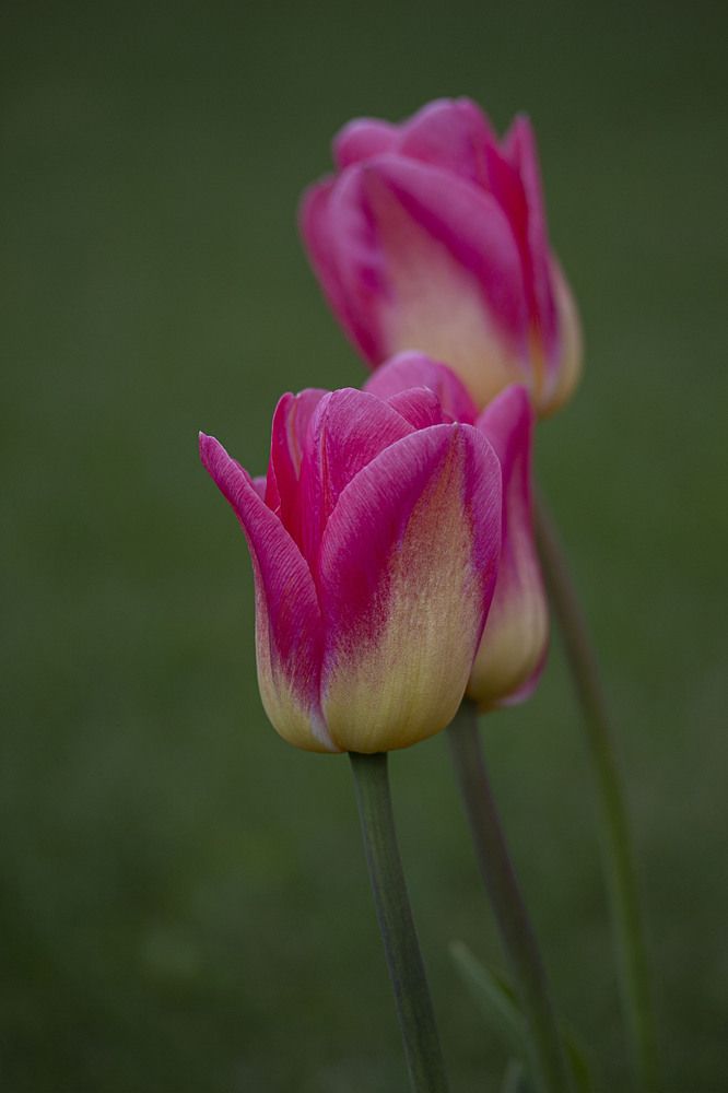 Photograph by Александр Трухин