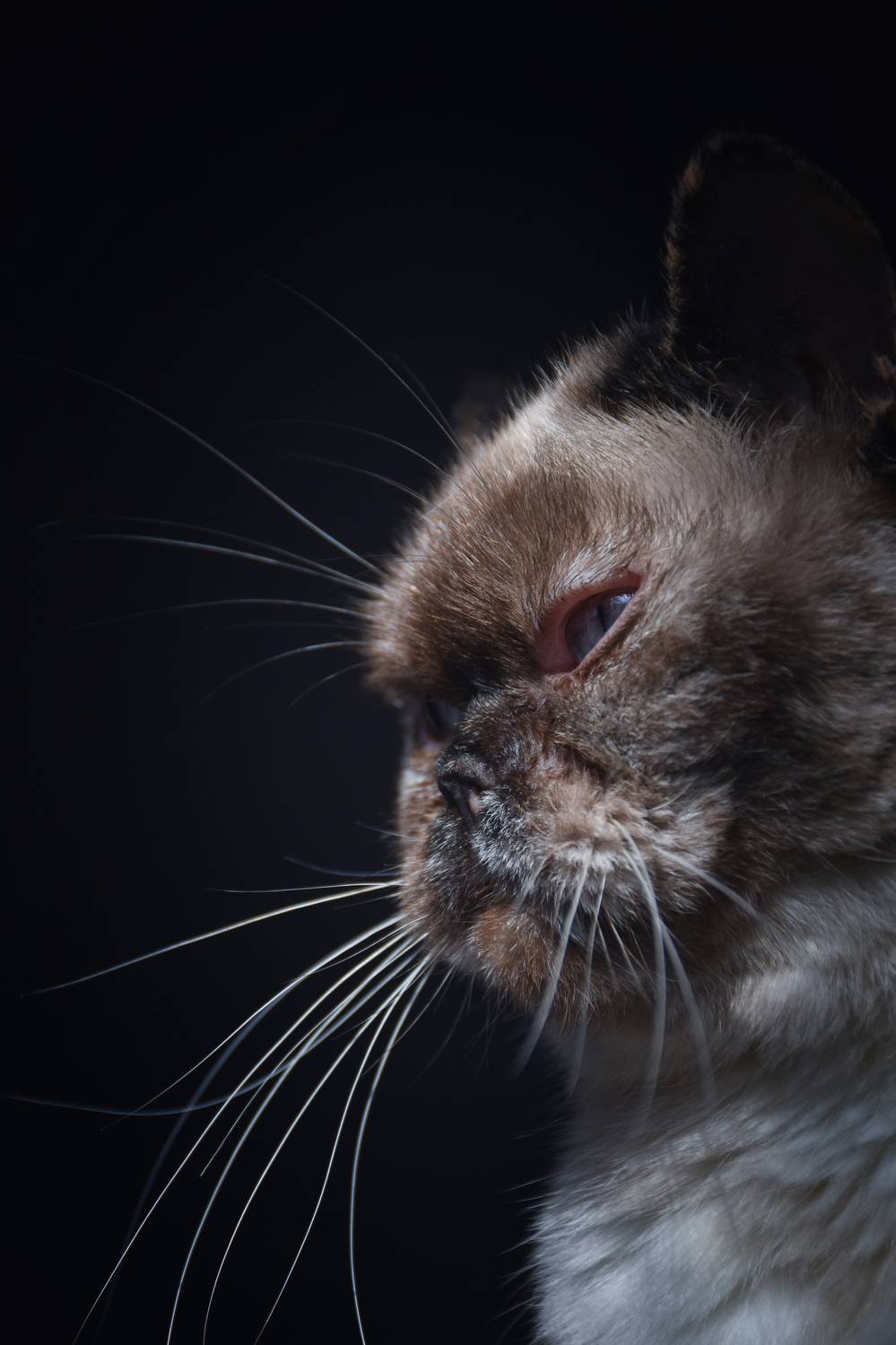 Photo #12214358