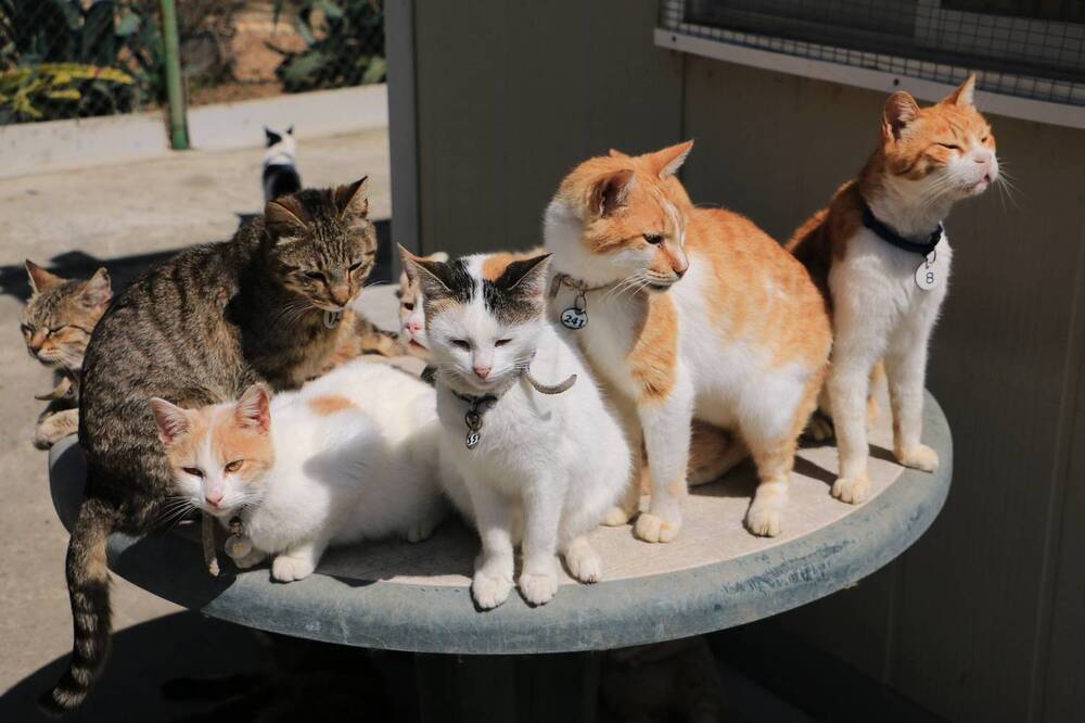 Фотография автора Анатолий Дауров