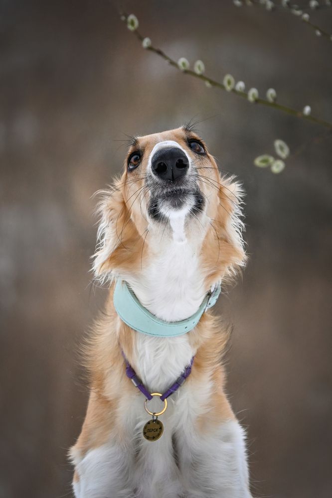 Photo #12214361