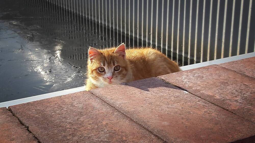 Фотография автора Анатолий Дауров