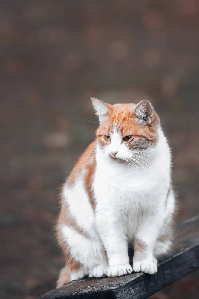 Фотография автора Андрей Красков