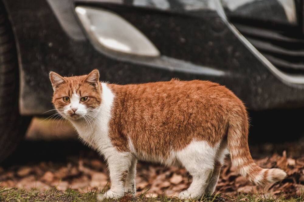 Фотография автора Андрей Красков