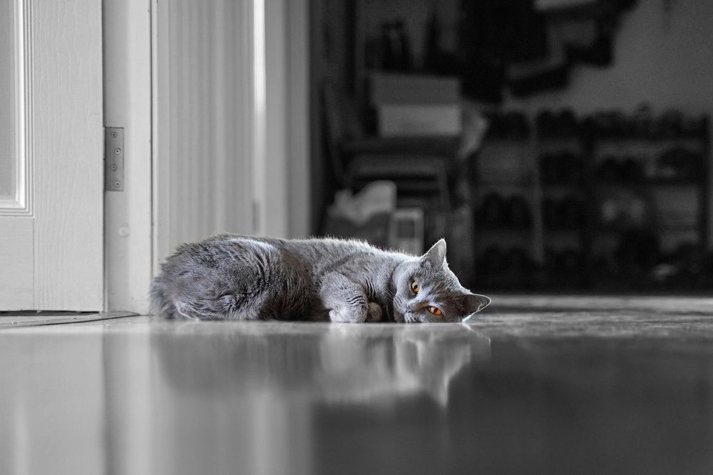 Фотография автора Анатолий Дауров