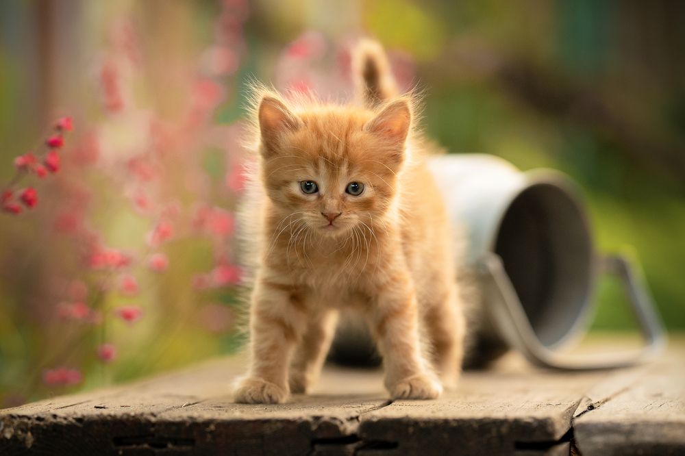 Photograph by Коротун Юрий