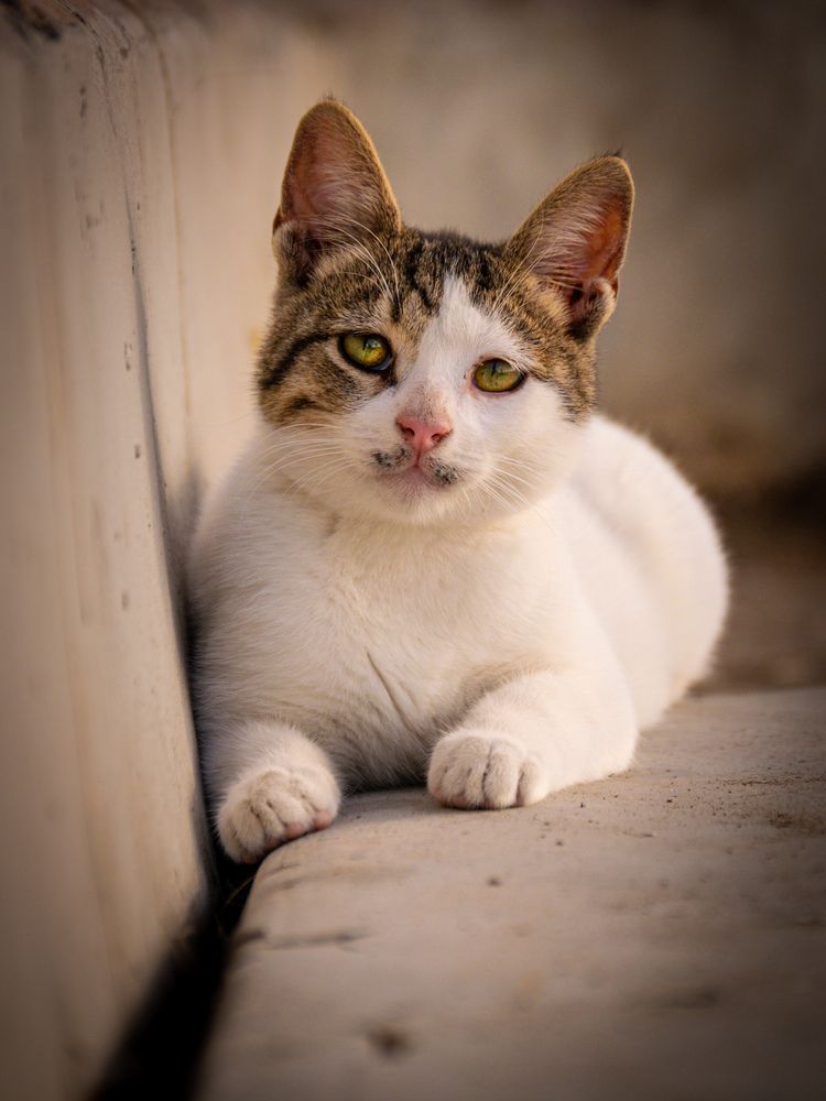 Photograph by Ahmed FahmyZa