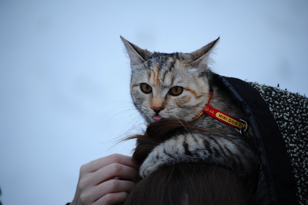 Фотография автора Тагир Должиков