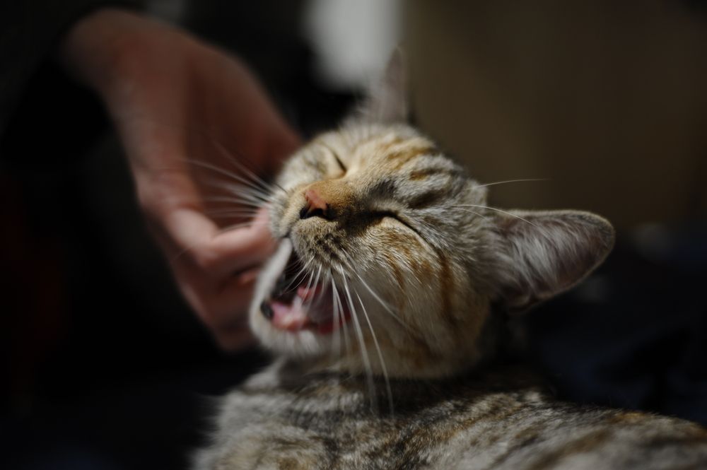 Фотография автора Тагир Должиков