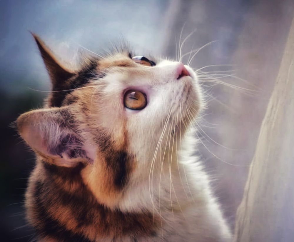 Photograph by Елена Василева