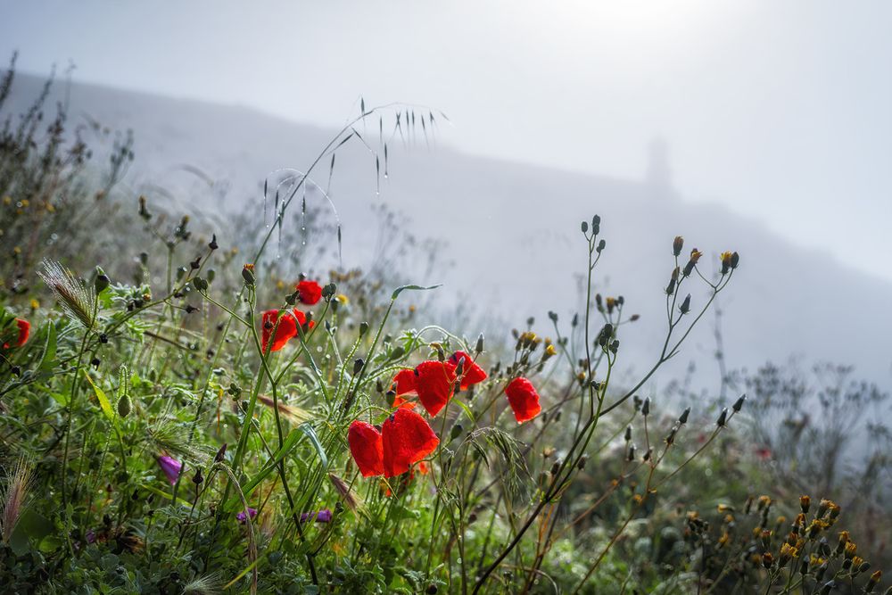 Photograph by Veaceslav Chisalita