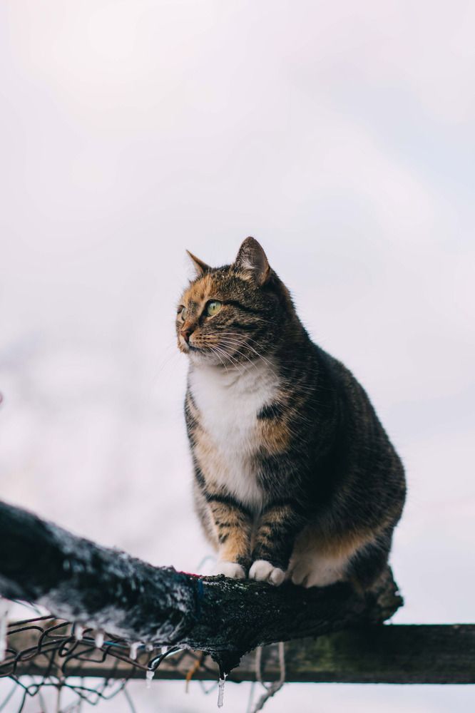 Photograph by Наталья Мерончук