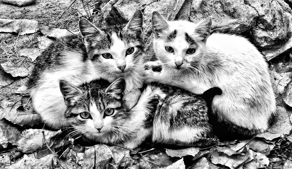 Фотография автора Olga Andriuc