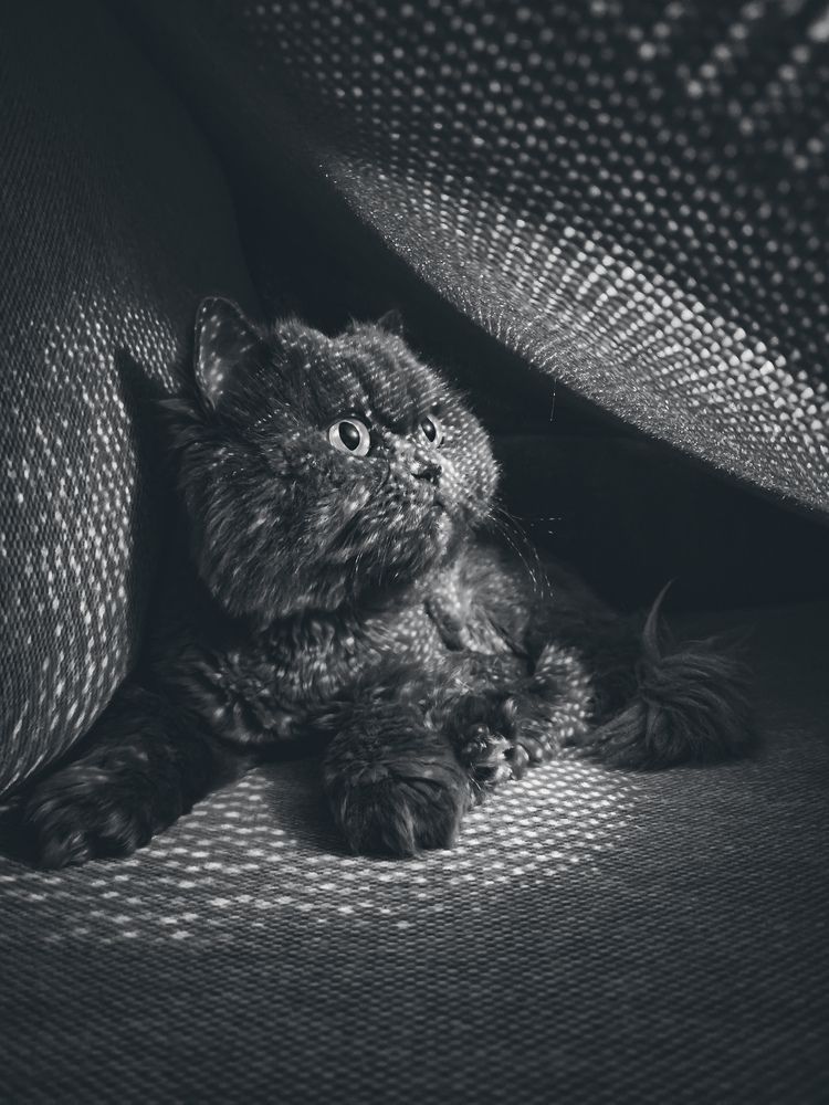 Photograph by amin roshan afshar