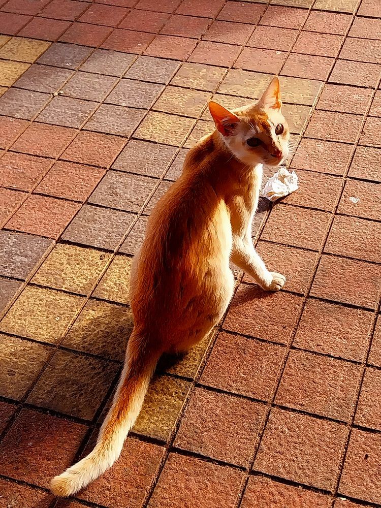 Photograph by Rahul Raman