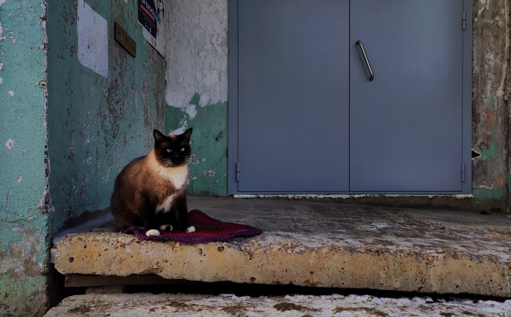 Главный по подъезду