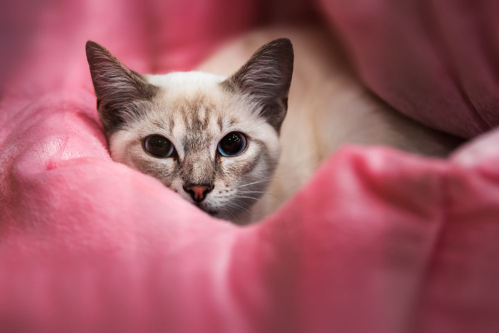 Photograph by Tamás Horváth