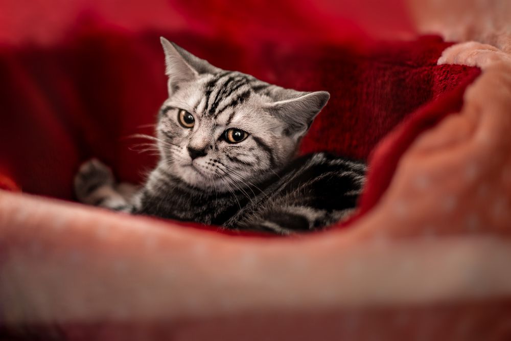 Photograph by Tamás Horváth