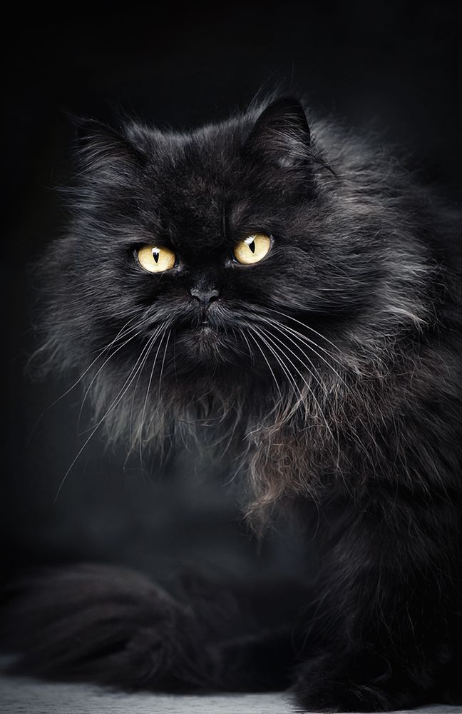 Photograph by Валерий Коновалов