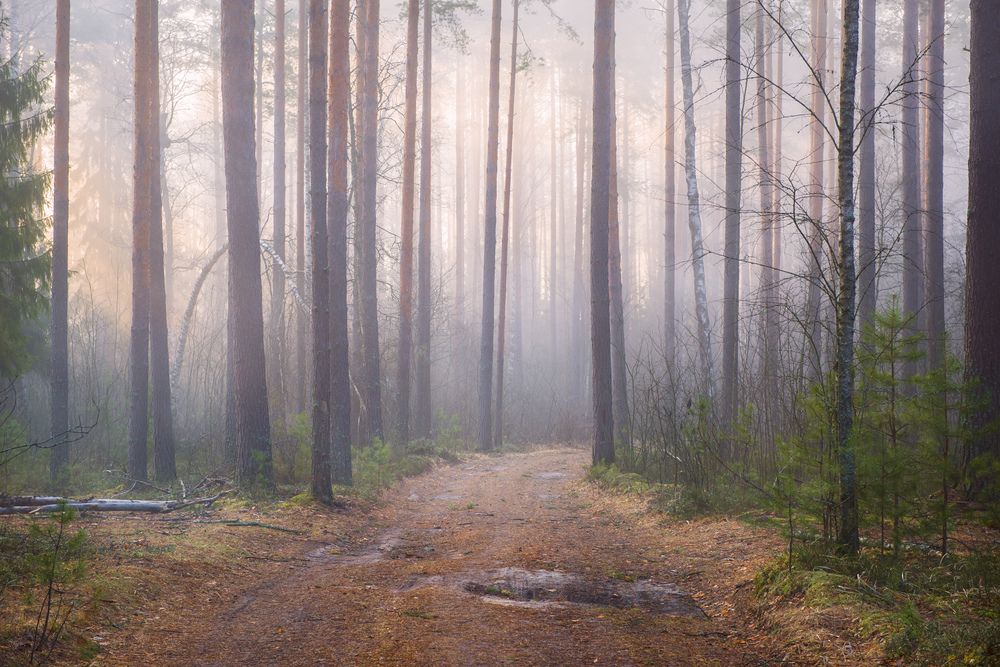 Photograph by Алексеев Дмитрий