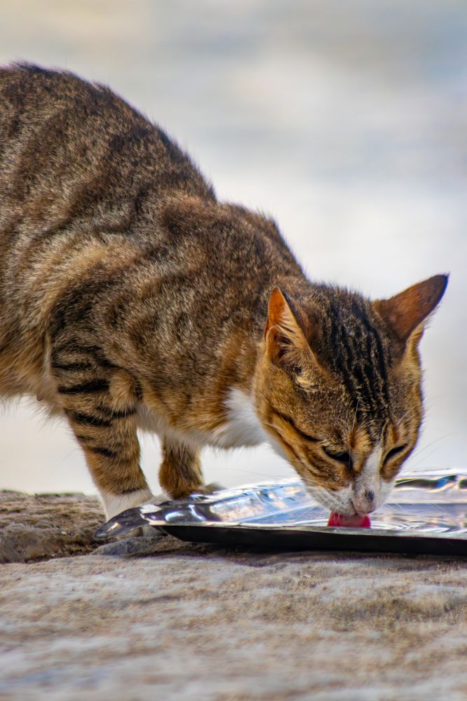 Photograph by Ayman Fawzy