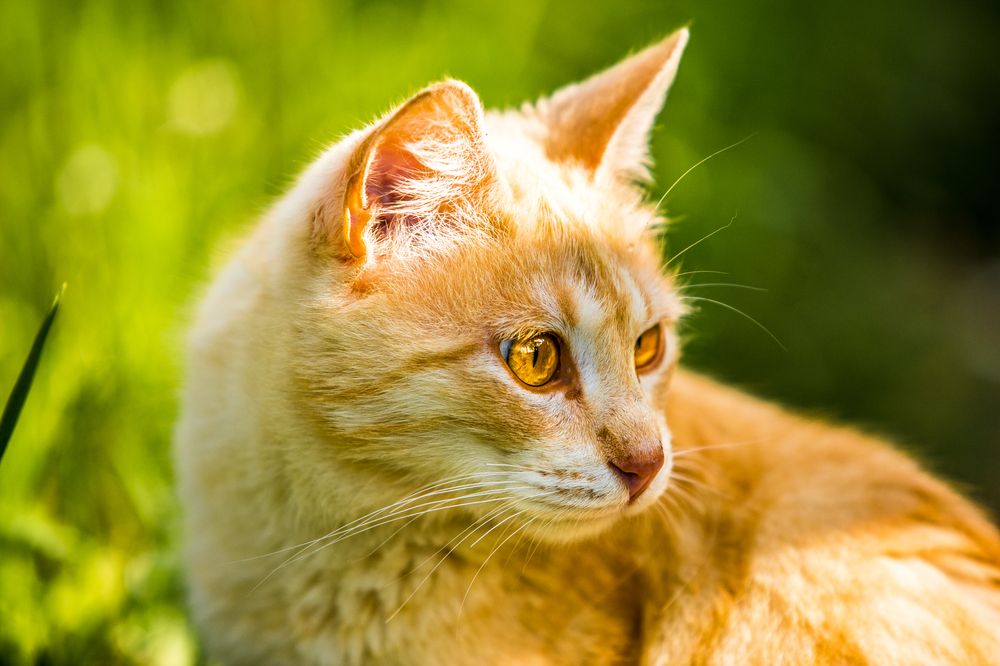 Фотография автора Лупина Михаил