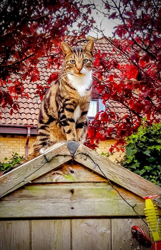 Фотография автора Ian Heard