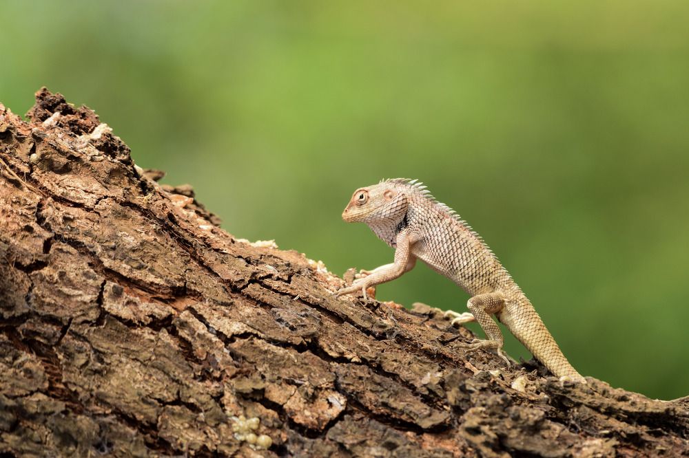 Фотография автора Bhargav Yadav