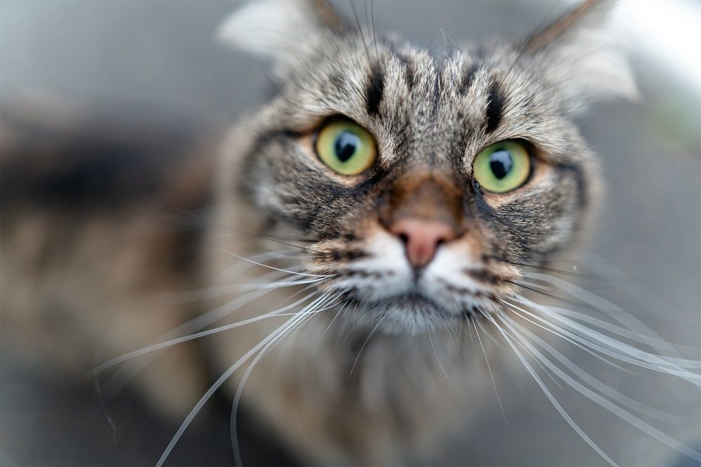 Фотография автора Сергей Василенко