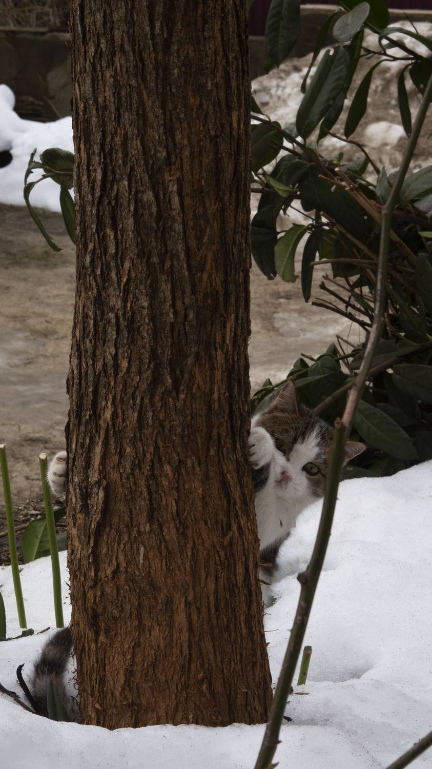 Photo #12215334